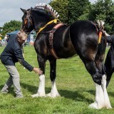 Great Eccleston & District Show