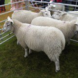 Keighley Agricultural Show