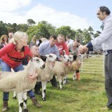 Mule judging